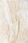 Boer Sheep Wool Background Stock Photo