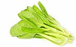 Bok Choy Stock Photo