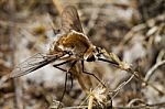 Bombyliidae Major Bee Fly Stock Photo