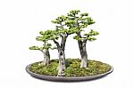 Bonsai On Isolated White Stock Photo