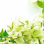 Bougainvillea Stock Photo