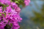 Bougainvillea In Nature Stock Photo