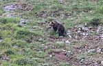 Brown Bear In Asturian Lands Stock Photo