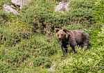 Brown Bear In Asturian Lands Stock Photo