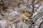 Brown Bird Perched On A Tree Branch Stock Photo