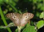 Brown Butterfly Stock Photo