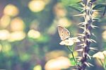 Brown Butterfly On Flower In A Park Blurred Bokeh Background Stock Photo