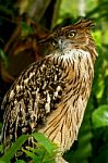 Brown Fish Owl Stock Photo