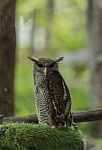 Brown Owl On The Fake Green Grass Stock Photo