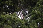 Brown Pelican On A Tree Stock Photo