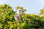 Brown Pelican On The Tree In Galapagos Islands Stock Photo