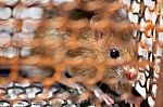 Brown Rat In A Cage Stock Photo