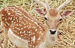 Brown Sika Deer Stock Photo