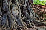 Buddha's Head Trapped In The Roots Of A Tree Stock Photo