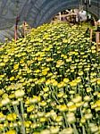 Buds Of Yellow Chrysanthemum Morifolium Flowers In The Garden Stock Photo