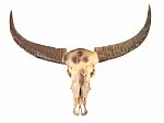 Buffalo Skull Stock Photo