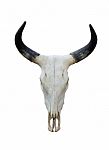 Buffalo Skull Stock Photo