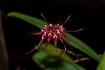 Bulblophyllum Gracillinum Stock Photo