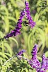 Bumblebee Flies Over Amethyst Sage Stock Photo