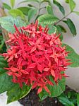 Bunch Of Red Flowers Stock Photo