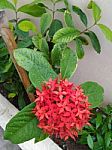 Bunch Of Red Flowers Stock Photo