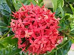 Bunch Of Red Flowers Stock Photo