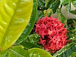 Bunch Of Red Flowers Stock Photo