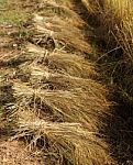 Bundles Of Rice After The Harvest Stock Photo