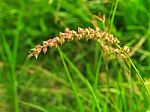 Burgrass Or Hedgehog Grass Stock Photo