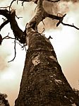 Bush Fire Ruins Stock Photo