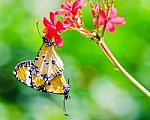 Butterflies Mating Stock Photo