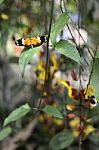 Butterflies On Exotic Tropical Flower, Ecuador Stock Photo