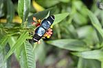 Butterflies On Exotic Tropical Flower, Ecuador Stock Photo