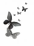 Butterfly Design Stock Photo