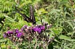 Butterfly On Purple Wildflowers Stock Photo