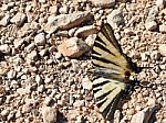 Butterfly On The Ground Stock Photo