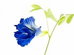 Butterfly Pea Flower Stock Photo