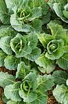 Cabbage Stock Photo