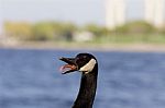 Cackling Goose Feels Fear Stock Photo