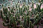 Cacti Stock Photo