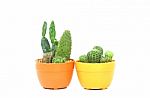 Cactus Stock Photo