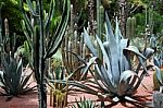 Cactus Garden Stock Photo