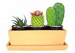 Cactus ( Pereskia , Echinocactus , Opuntia )  Isolated Backgroun Stock Photo