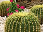 Cactus With Blossoms Stock Photo