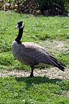 Canada Goose Stock Photo