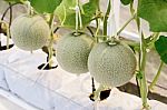 Cantaloupe Melon Growing In A Greenhouse Stock Photo