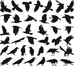 Carrion Crows On Various Action Stock Photo