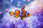 Cartoon Fish Near Sea Anemone Stock Photo