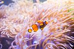 Cartoon Fish Near Sea Anemone Stock Photo