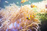 Cartoon Fish Near Sea Anemone Stock Photo